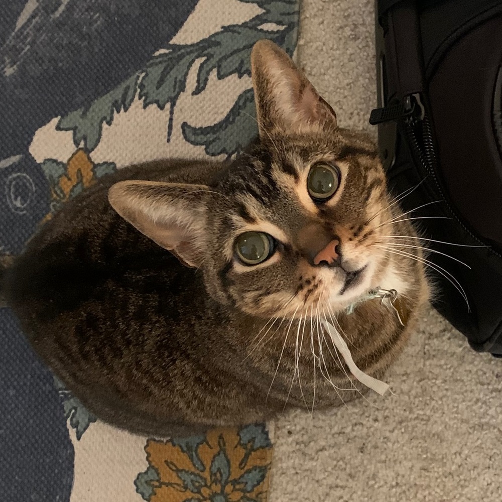 Meet your Posher, Molly